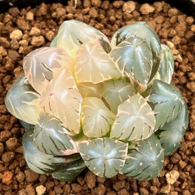 5-7 パープル水晶　オブツーサ錦