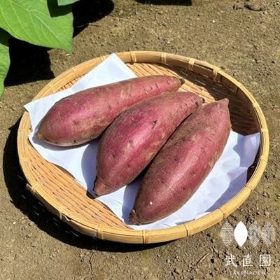すずほっくり | 富の川越いも 武直園
