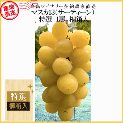 【産地直送】　マスカ１３　特選（桐箱入・1房）　約800ｇ
