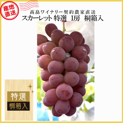 【産地直送】スカーレット　特選（桐箱入・1房）　約800ｇ
