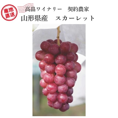 【高級ぶどう予約販売】スカーレット　（紙箱入）