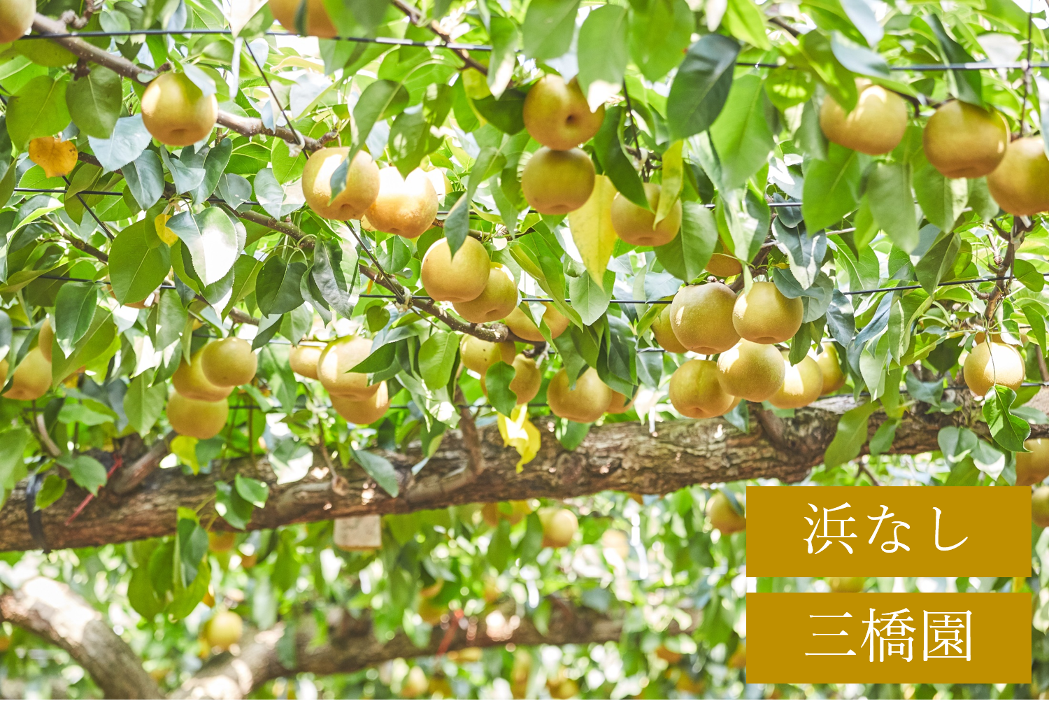110000円値引き!・超細密肉筆植物画ハマナス(浜梨) 110000円値引き!・超細密肉筆植物画ハマナス(浜梨) - メルカリ