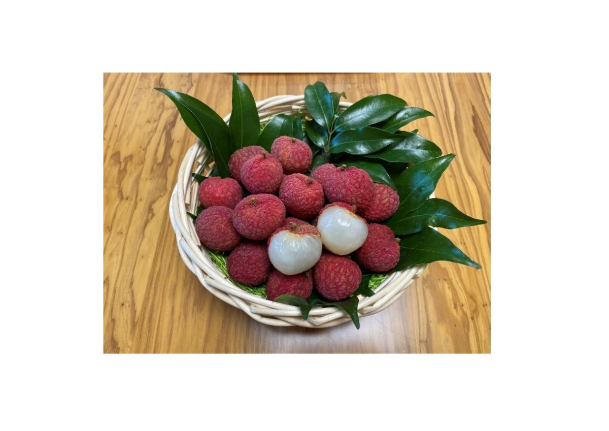 ❻ライチ苗　宮崎　耐寒性　豊産性 ➅ライチ苗 宮崎 耐寒性 豊産性