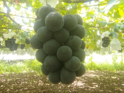 葡萄 | さんちゃんファーム