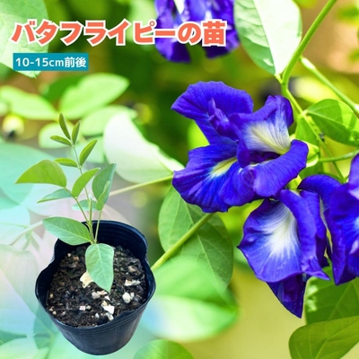 バタフライピーの苗