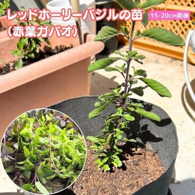 レッドホーリーバジル（赤葉バジル）苗