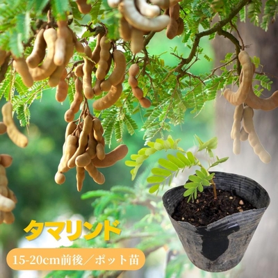 タマリンド　苗　15-20cm前後