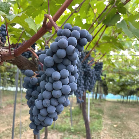 2023 GrapesHütte Hana グレープスヒュッテはな 赤(750ml) | 植木屋商店