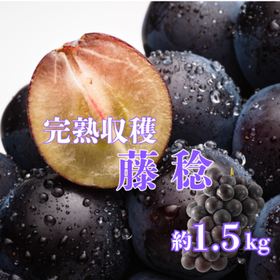早割20%OFF　藤稔1.5kg