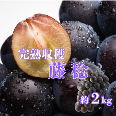 早割20%OFF　藤稔2kg