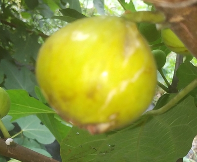 イチジク苗木販売・いちじく倶楽部