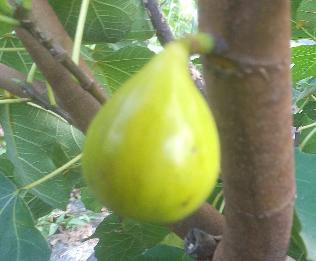 izmir fig イチジク苗 いちじく苗