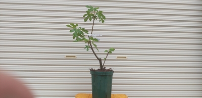 イチジク苗木販売 いちじく倶楽部