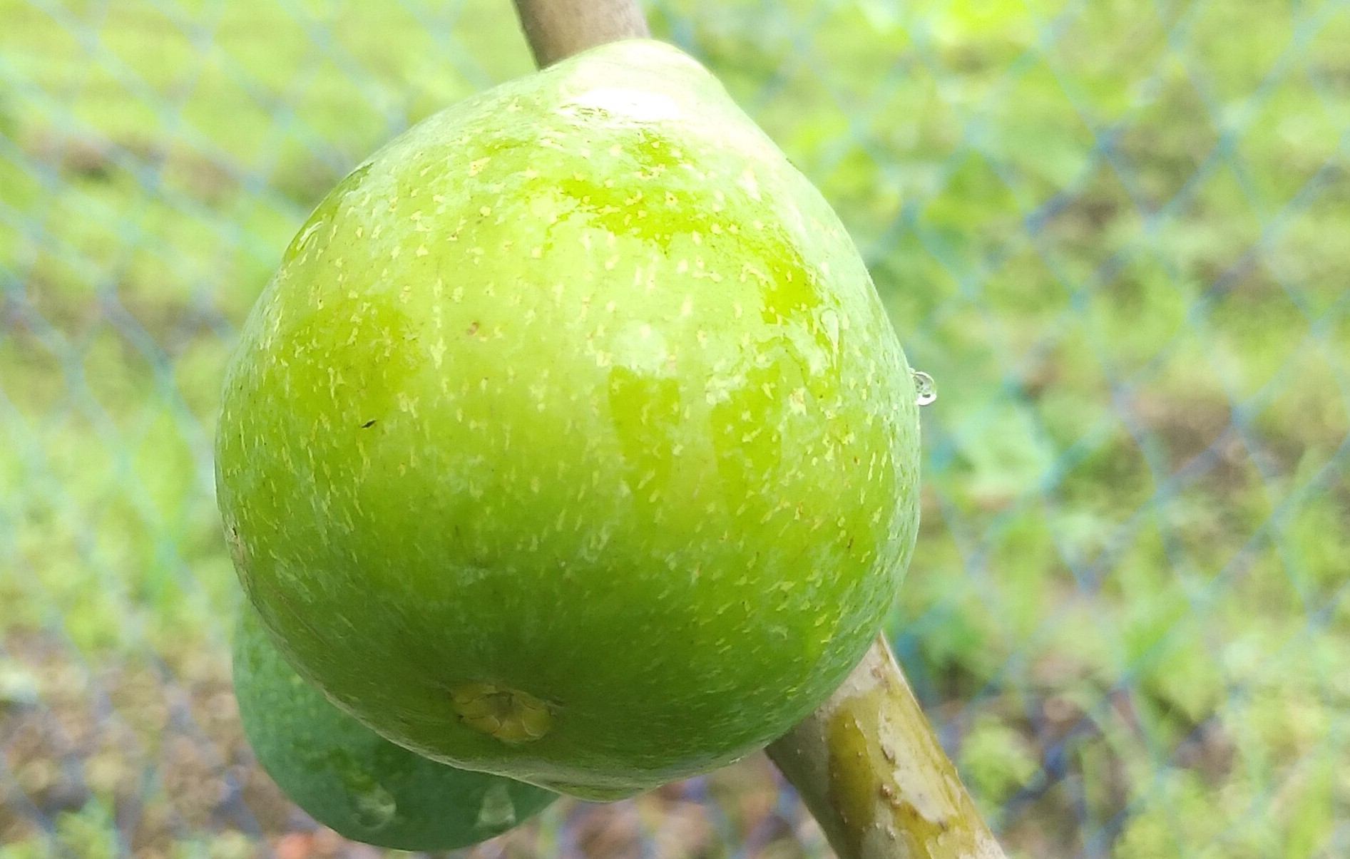いちじく苗 キング 夏専用/80g/緑果皮 、 | いちじく倶楽部 