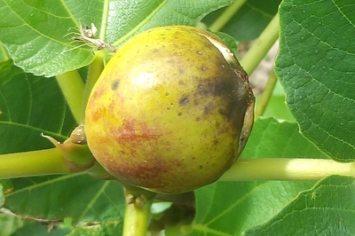 イチジク苗木販売 いちじく倶楽部