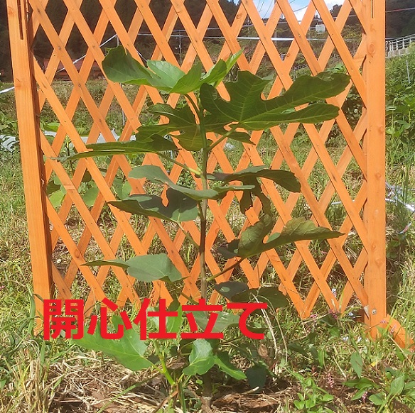 イチジク苗木販売・いちじく倶楽部
