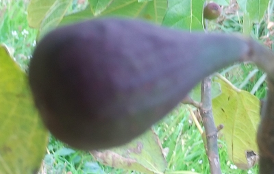 イチジク苗木販売 いちじく倶楽部