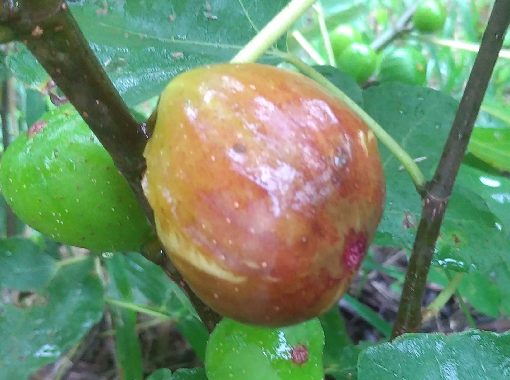 タマゴタケページ 品種は、ブラウンターキー 1630111494349_791903_mini_5e1c