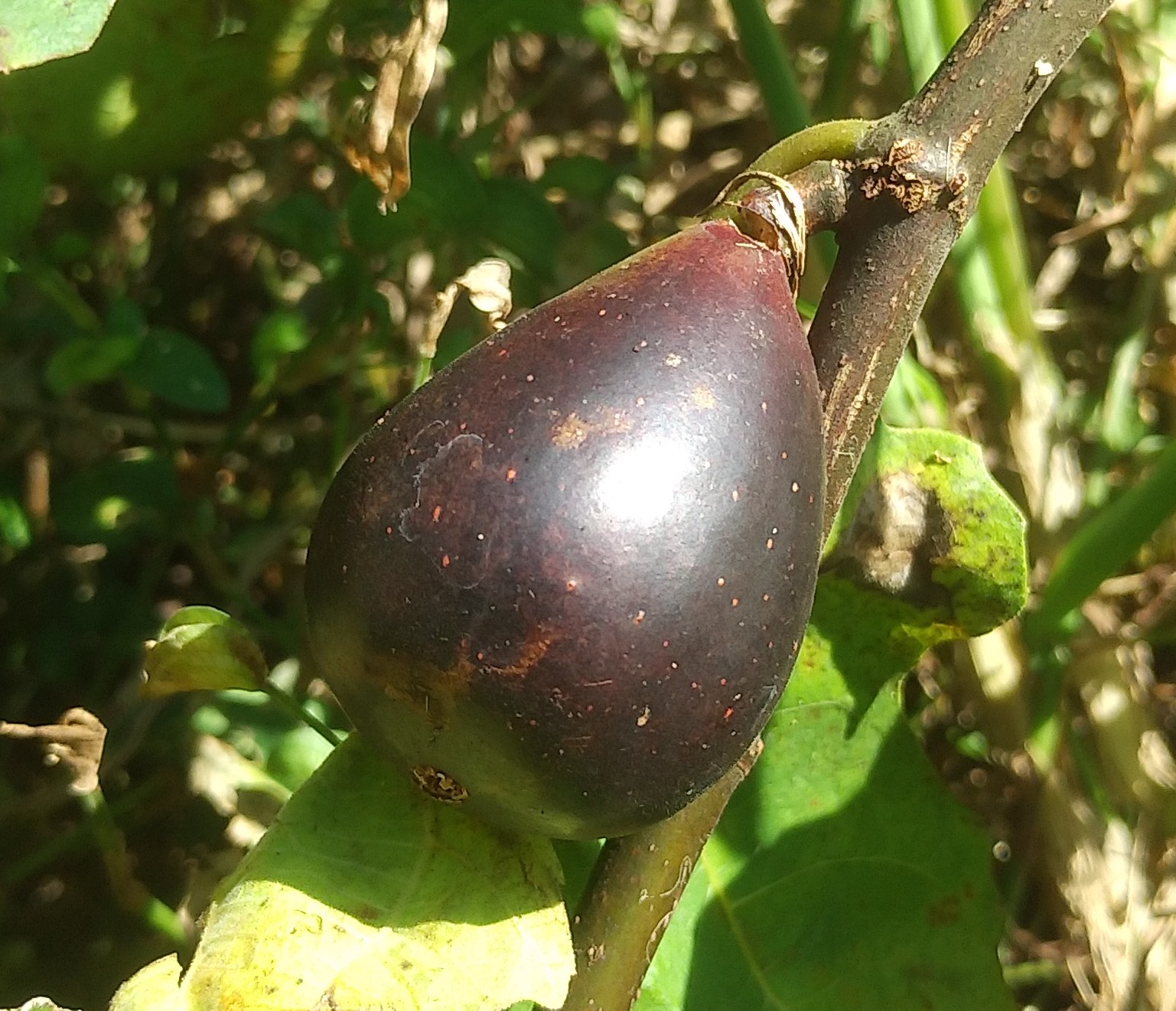 tobby イチジク いちじく 結実確認済 楽天市場】【ふるさと納税】いちじく 極 9-12玉 高評価☆4.9 完熟 大玉