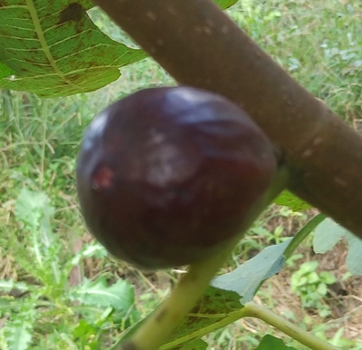 イチジク苗木　「MEDITERRANEA」N-13 イチジク苗木 「MEDITERRANEA」N-13