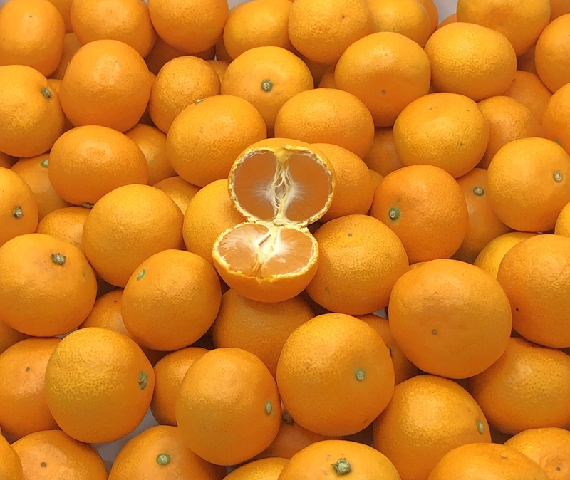 【お正月用&bull;農家直送】真穴産みかん 2S玉 10kg 超濃厚