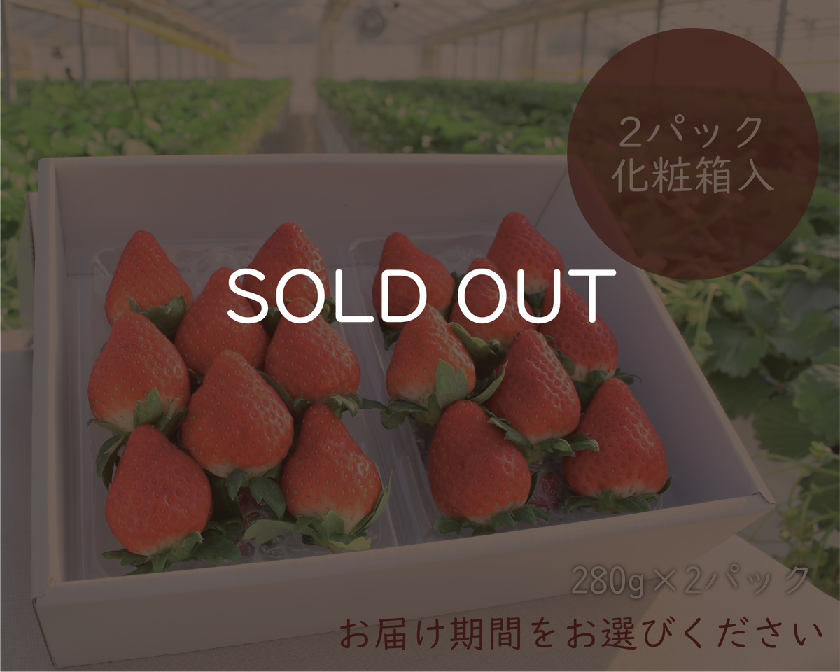 完熟イチゴセット化粧箱入り ２パック 太陽グリーンファーム