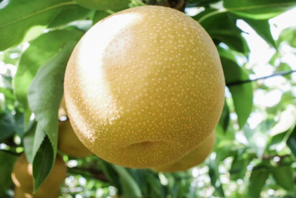 豊水 【3kg】 | 新井梨園