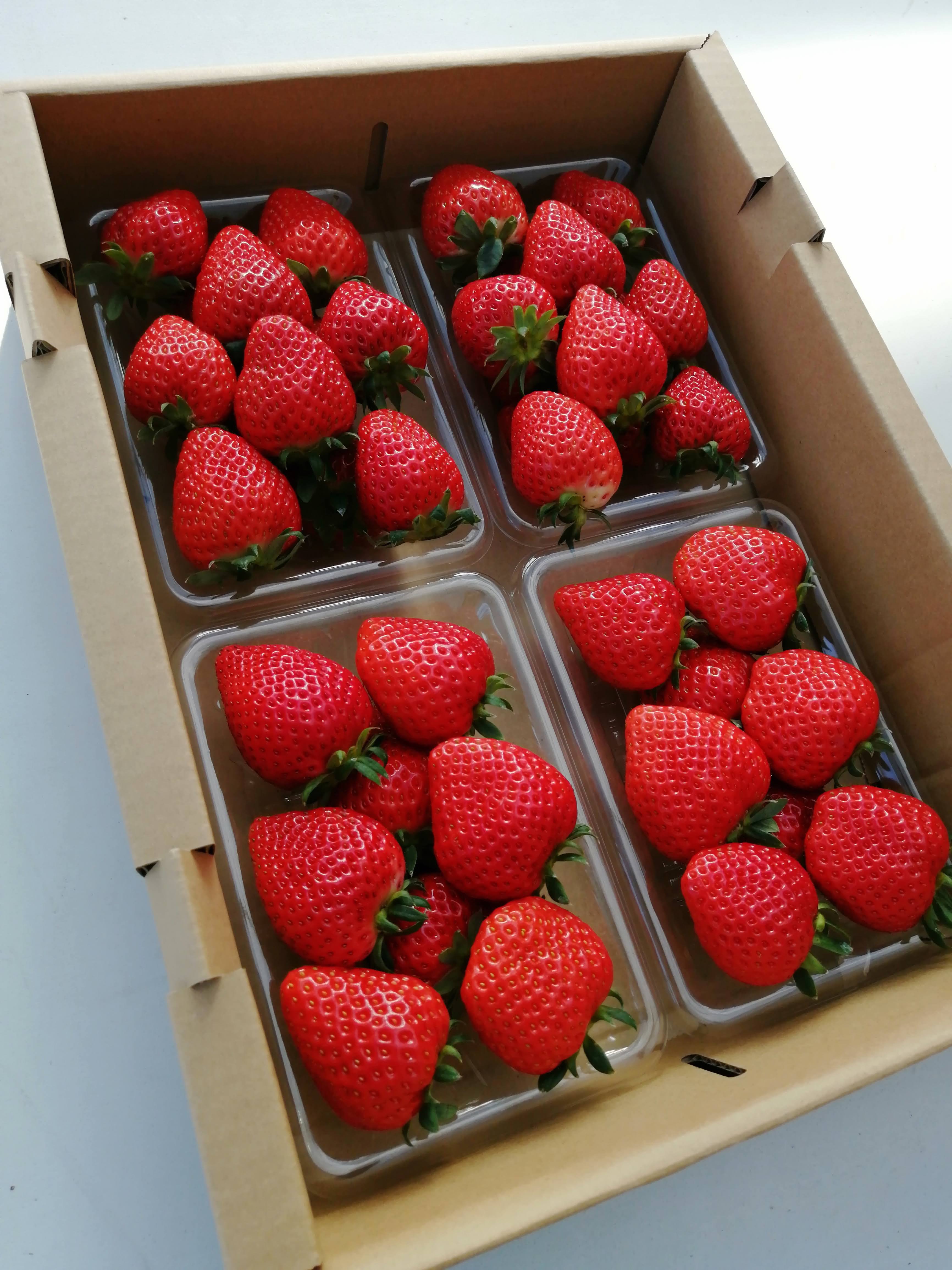 ☆三重県産 よつぼし苺 250g 4パック みえの森苺園 【送料込み