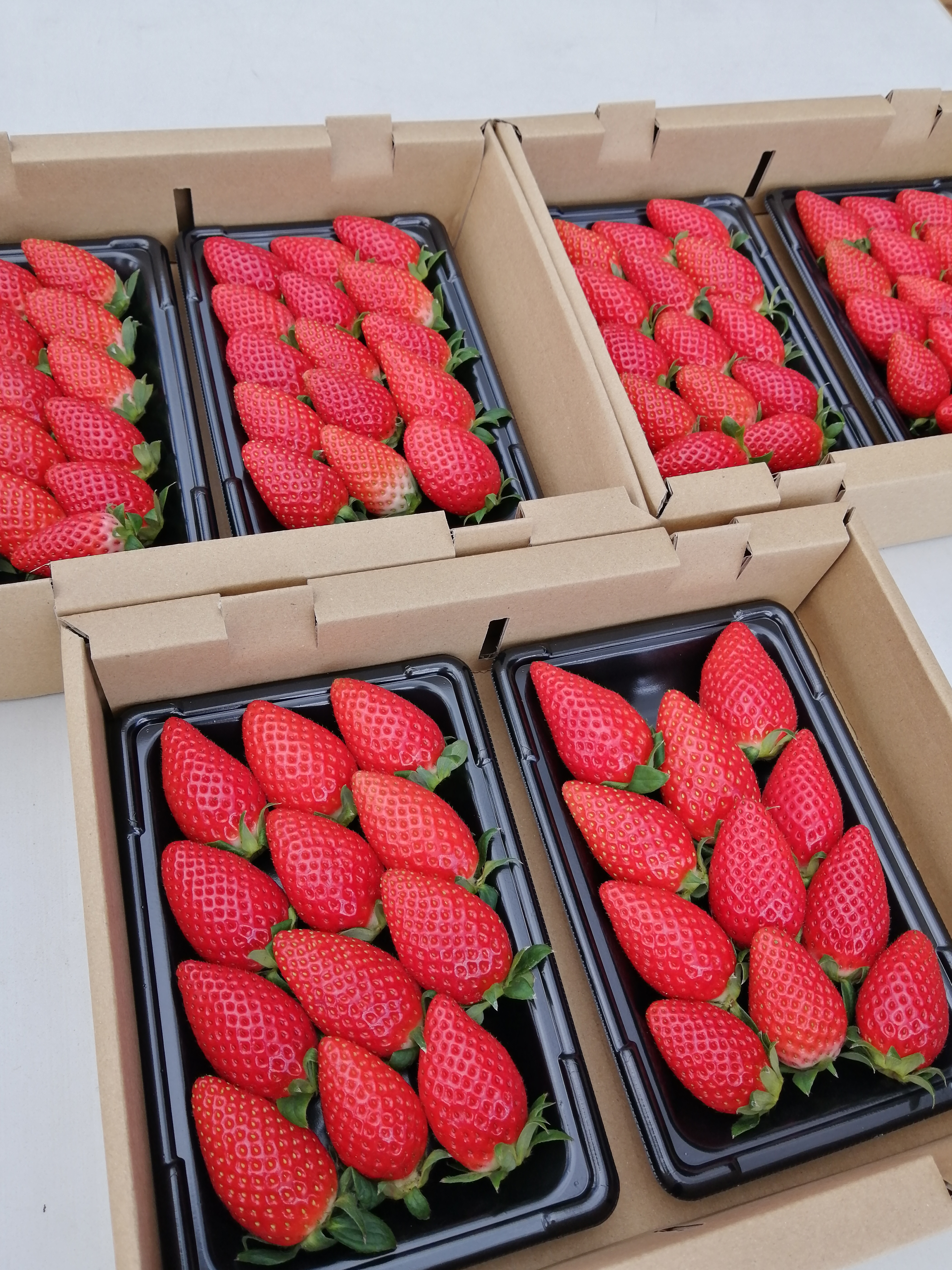 ☆三重県産 いちあま苺 6パック みえの森苺園 【送料込み】 | みえの森