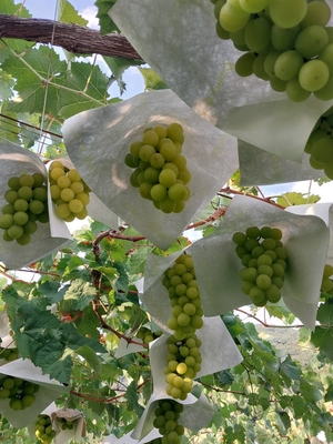 シャインマスカット【お盆出荷対応】