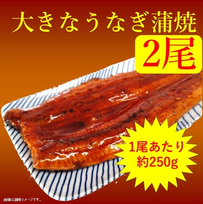 【大きなうなぎ蒲焼 約250g 2尾】無頭背開き 中国産うなぎ使用(3～4人前)