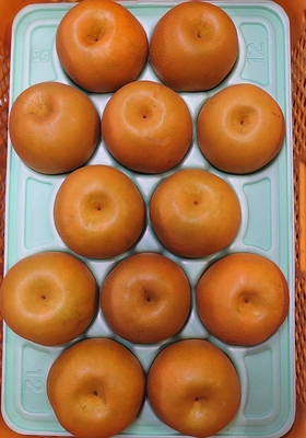 新高 10kg箱 10~12玉2段入り