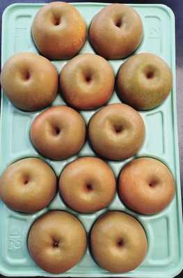 幸水 　５ｋｇ箱　１２玉入（４L) 