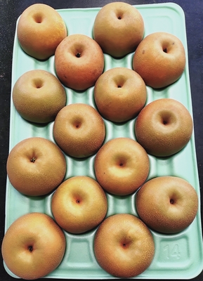 幸水 　５ｋｇ箱　１４玉入（３L) 