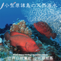 はなころ！高純度水溶性 有機ゲルマニウム　2個 61Ikwcp4ymL._UF350,350_QL80_.jpg