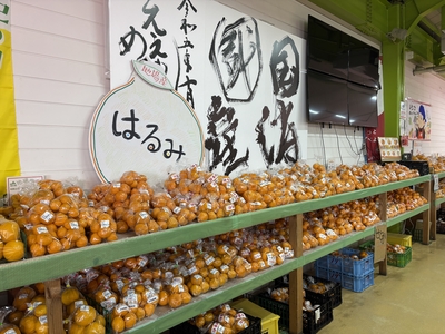 はるみ　1袋　約700ｇ　送料区分【1】