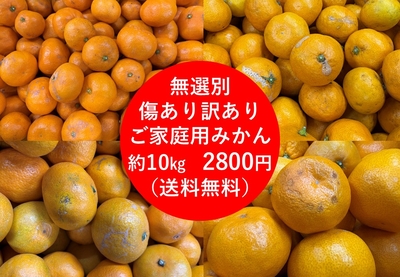 【訳あり・キズあり・無選別】地場産みかん　約10kg　【ご家庭・ご自宅用】【順次発送】