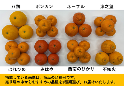 旬の柑橘おまかせ3種　送料区分【5】