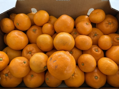 【ご家庭用・訳あり】不揃いはるみ　約5kg【順次発送】【送料無料】