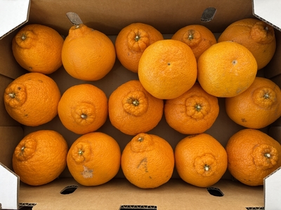 【ご家庭用・訳あり】不揃いしらぬひ　約5kg【順次発送】【送料無料】