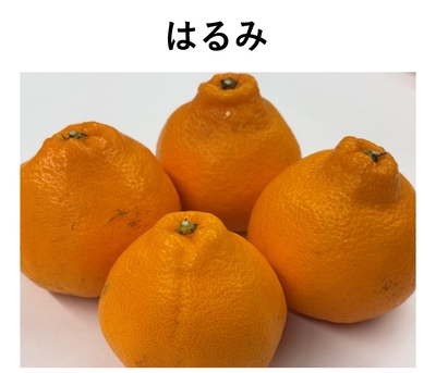 はるみ　1袋　約700ｇ　送料区分【1】