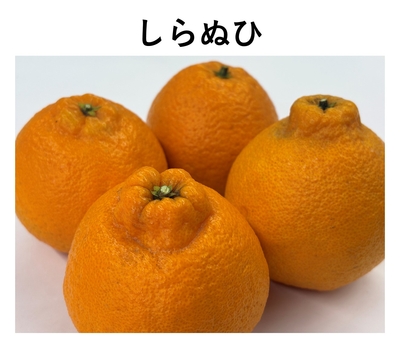 しらぬひ　1袋（約700 g）送料区分【1】