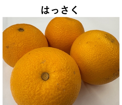 八朔　1袋（3-5玉）送料区分【2】