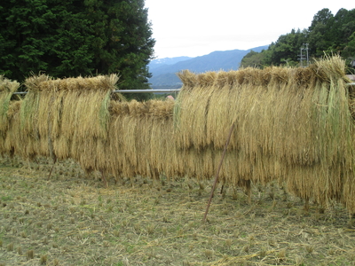 天日干しはざかけ米（コシヒカリ）　  　２ｋｇ