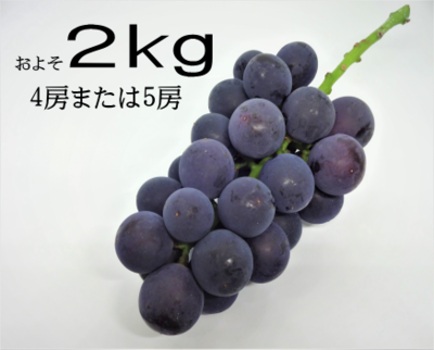 【2025/7/24から予約開始】種無し巨峰４房または５房（およそ２kg）