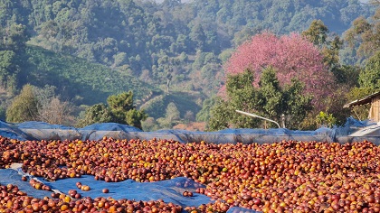 *ラベンダー編みと珈琲豆のピアス*【No.351】 ラベンダー編みと珈琲豆のピアス*【No.351】 - メルカリ