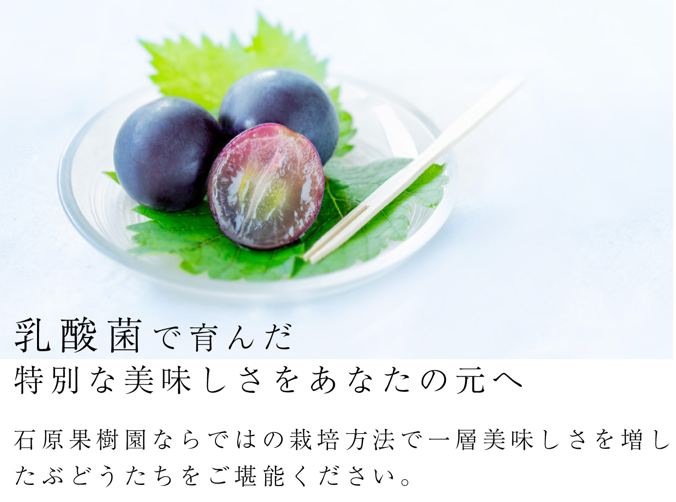 乳酸菌で育んだ特別な美味しさをあなたの元へ。石原果樹園ならではの栽培方法で一層美味しさを増したぶどうたちをご堪能ください。