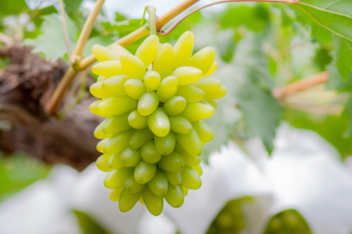 終了 悪魔のぶどう 山梨県産ゴールドフィンガー 終了 悪魔のぶどう 山梨県産ゴールドフィンガー - メルカリ