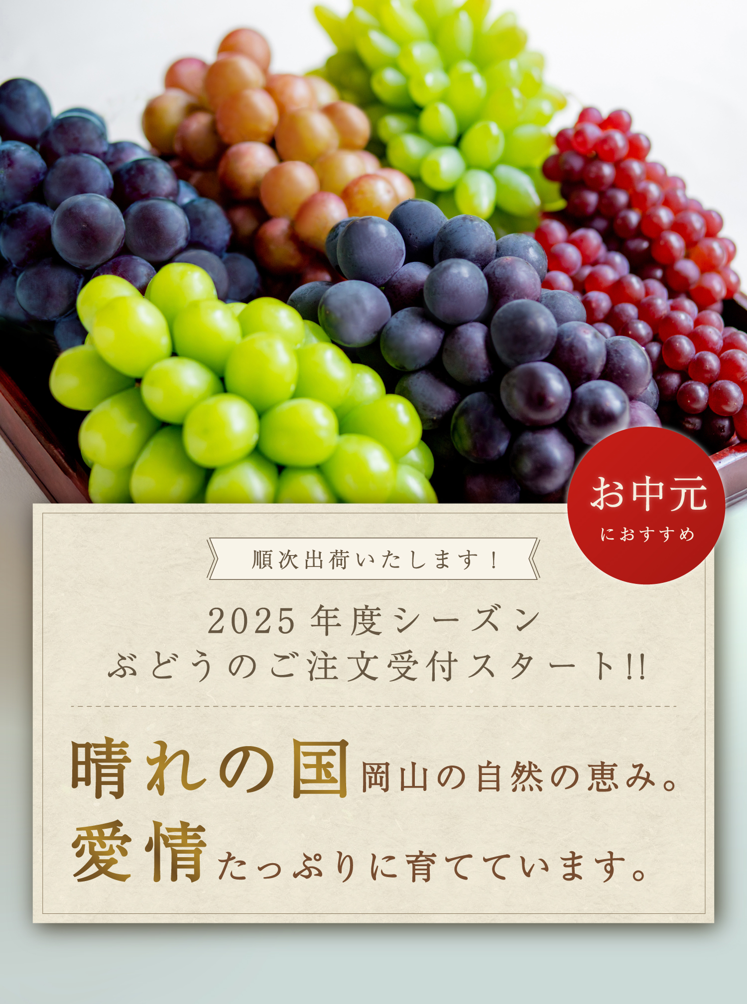 7月下旬よりご予約受付スタート※ぶどうの成熟によって前後します　晴れの国岡山の自然の恵み。愛情たっぷりに育てています。