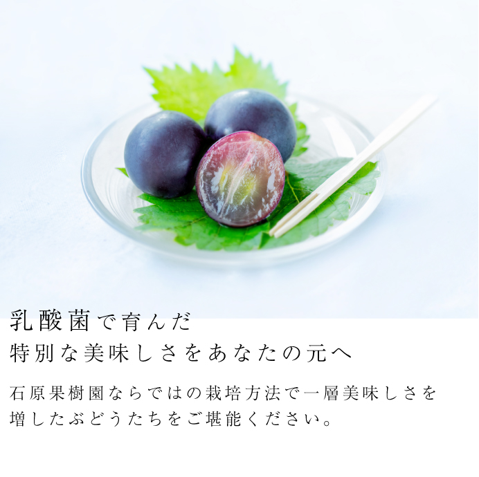 乳酸菌で育んだ別な美味しさをあなたの元へ | 石原果樹園ならではの栽培方法で一層美味しさを増した美禅乙女枚をご堪能ください。